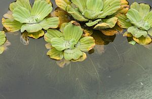 Wassersalat mit Wurzeln