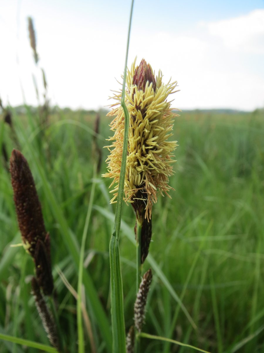 Sumpfsegge (Carex acutiformis)