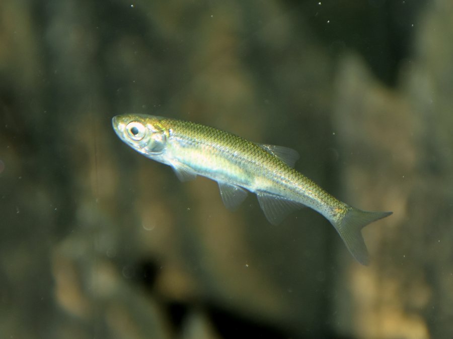 Moderlieschen (Leucaspius delineatus)