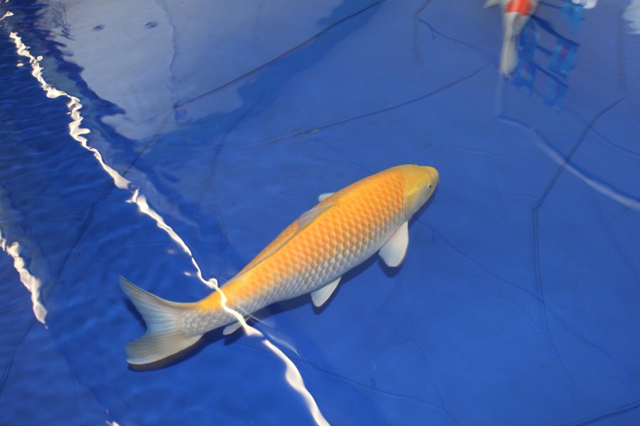 Koi im Teich