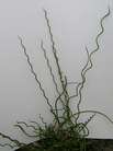 Korkenzieherbinse, Juncus effusus Spiralis