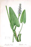 Herzblättriges Hechtkraut, Pontederia cordata