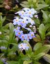 Sumpfvergissmeinnicht, Myosotis palustris