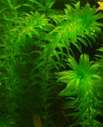 Wasserpest, Elodea densa - Wasserpflanze