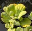 Wassersalat, Pistia stratiotes, auch Muschelblume