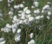 Wollgras, Eriophorum angustifolium