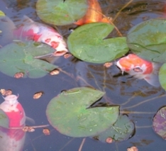 Teichfische - Koi