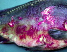 Frühjahrsvirämie und Erythrodermatitis bei Teichfischen und Koi