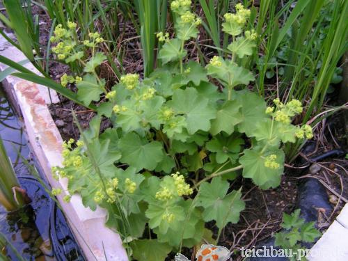 Frauenmantel  mit Knospen - Sumpfpflanze