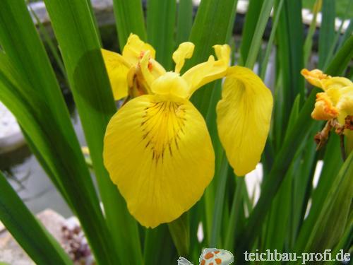 Gelbe Wasserlilie