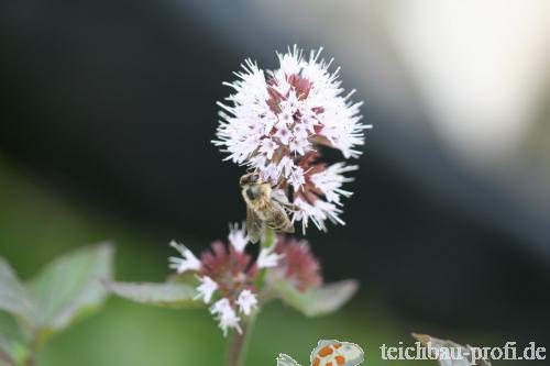 Makro - Blüte einer Wasserminze mit Biene