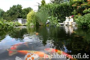 Dirk Neugebauer, schöne Koi im Teich