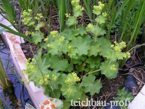 Frauenmantel  mit Knospen - Sumpfpflanze