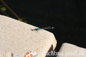 Blaue Libelle am Teichrand