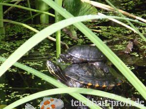 Schildkröten beim Sonnen