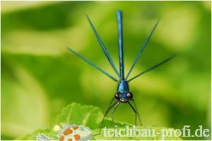 Blaugebänderte Prachtlibelle, Eka Hein