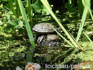 Schidkröte mit Freund