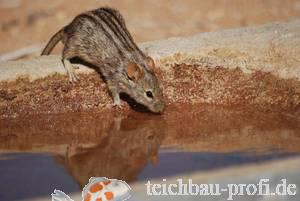 Afrikanische, Streifenmaus am Teich