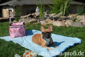 Französische Bulldogge Peggy beim Picknick am Teich