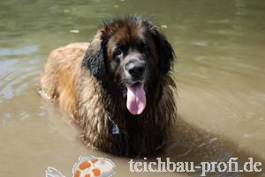 Leonberger Simba badet im Teich