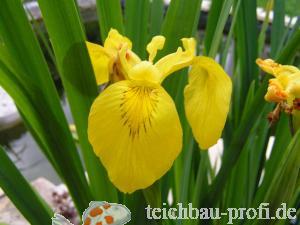 Gelbe Wasserlilie