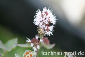 Makro - Blüte einer Wasserminze mit Biene