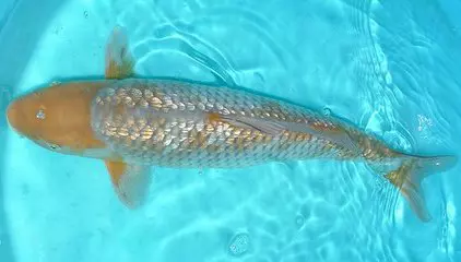 Kinginrin Koi ginrin