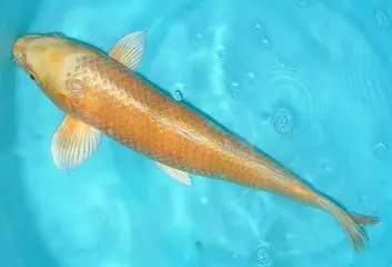 Ogon Koi