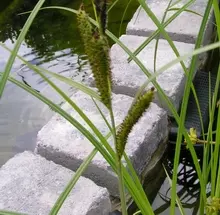 Bunter Kalmus, Acorus calamus