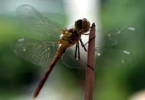 Libellen am Teich