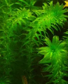 Wasserpest, Elodea densa - Wasserpflanze