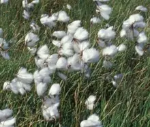 Wollgras, Eriophorum angustifolium
